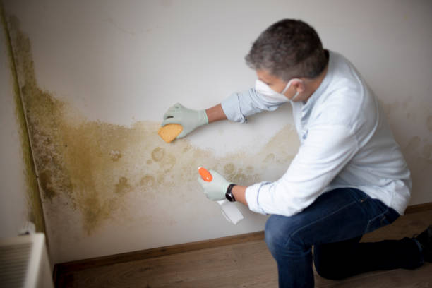 Best Indoor Air Quality Assessment  in Hale Center, TX